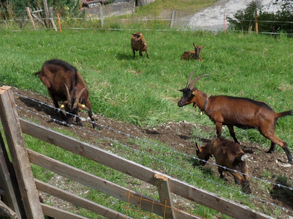 Appartamento Der Bichlhof *